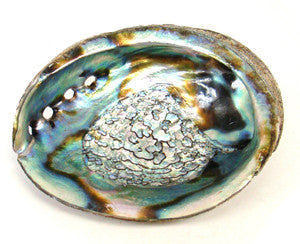 Abalone Shell
