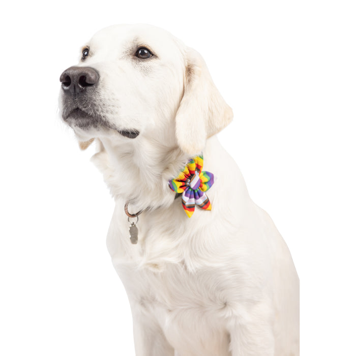 Dog wearing a colorful All Together pinwheel accessory.