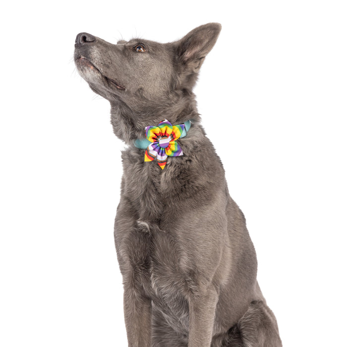 Dog wearing a colorful All Together pinwheel accessory.