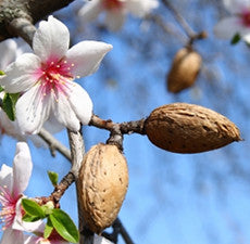 Almond, Sweet Carrier Oil