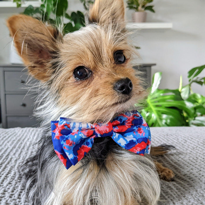 Dog wearing an American Tie Dye Bow Tie.