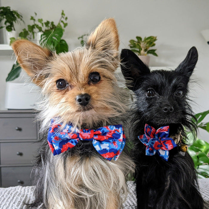 Dog wearing an American Tie Dye Bow Tie.