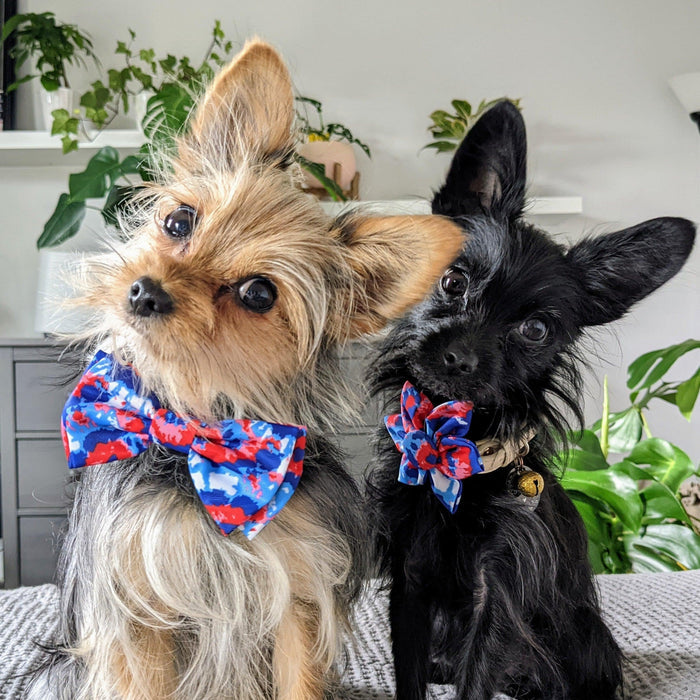 Dog wearing an American Tie Dye Bow Tie indoors.
