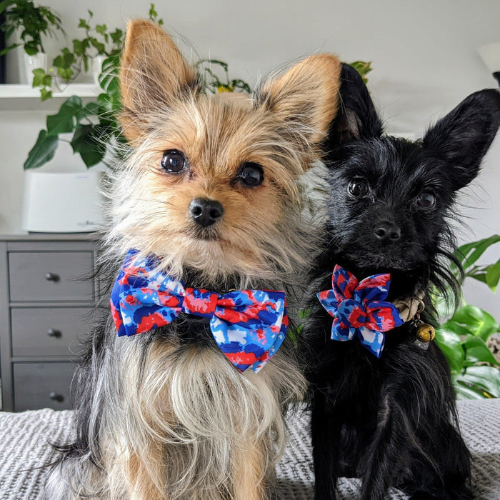 Dog wearing an American Tie Dye Bow Tie.