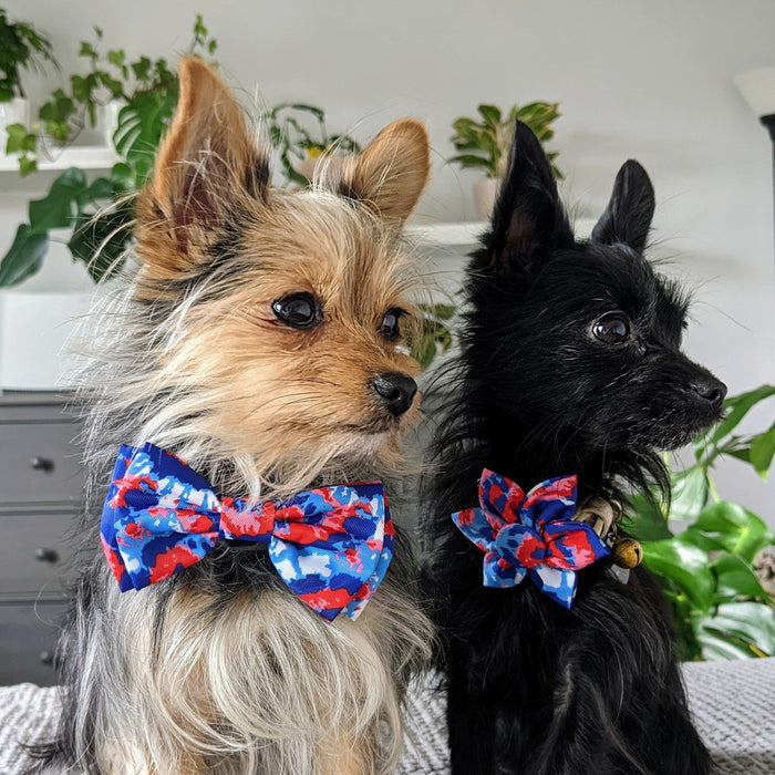 Dog wearing an American Tie Dye Bow Tie.