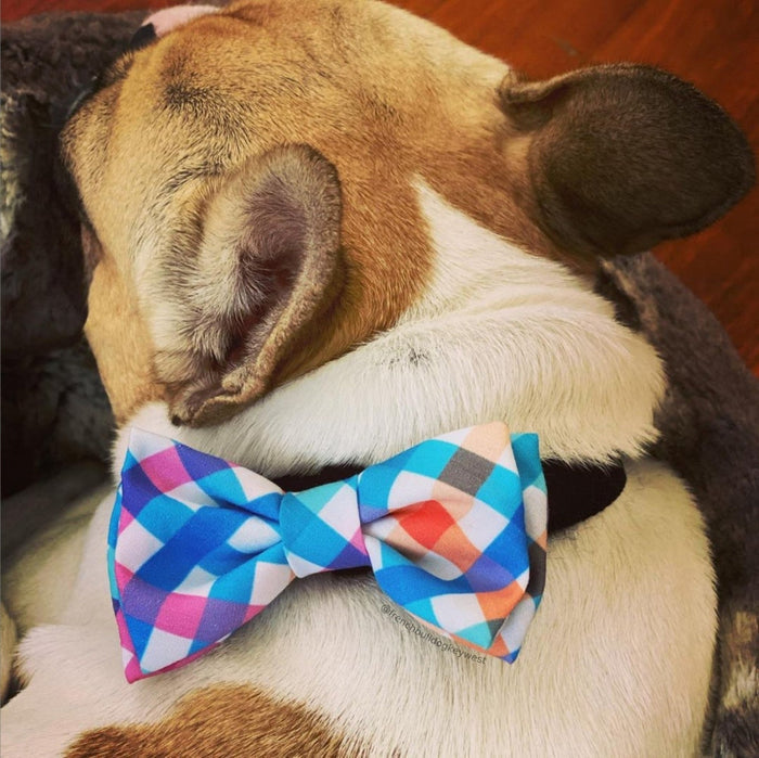 Pet wearing a Blue Green Check Bow Tie.