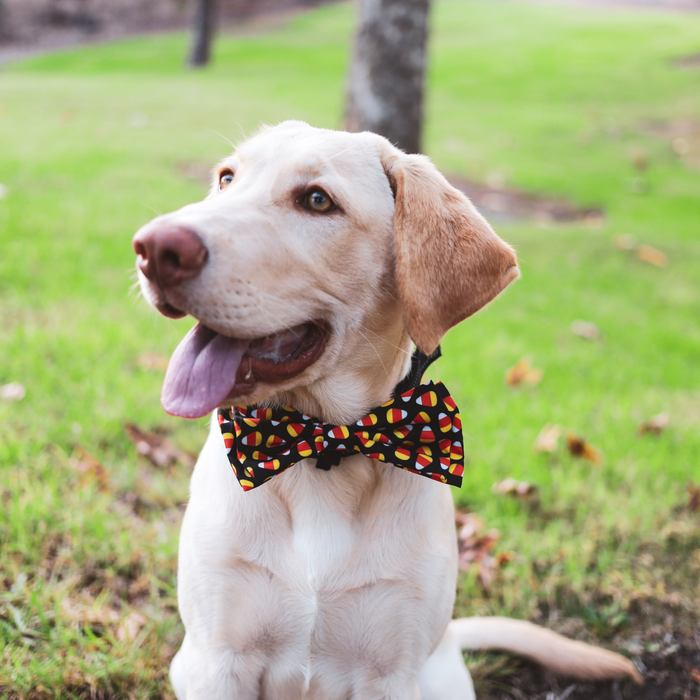 Dog wearing a Candy Corn Bow Tie outdoors.