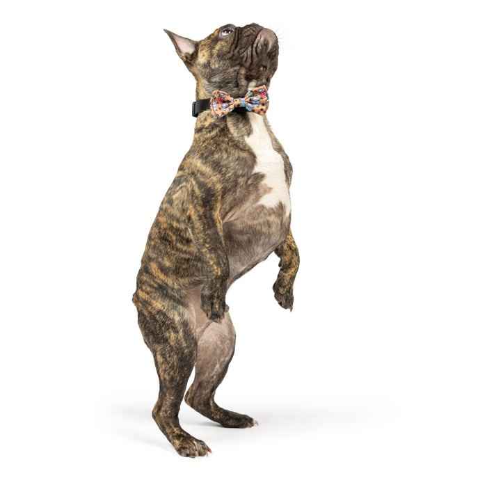 Cat wearing a Coffee To Go-Go Bow Tie on a white background.
