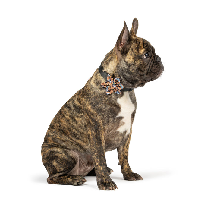 Dog wearing a coffee-themed pinwheel accessory featuring Coffee To Go-Go Pinwheel.