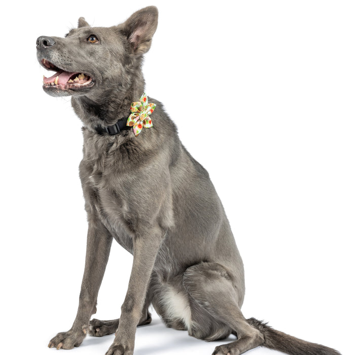 Dog with Cookie Monster Pinwheel on a white background.