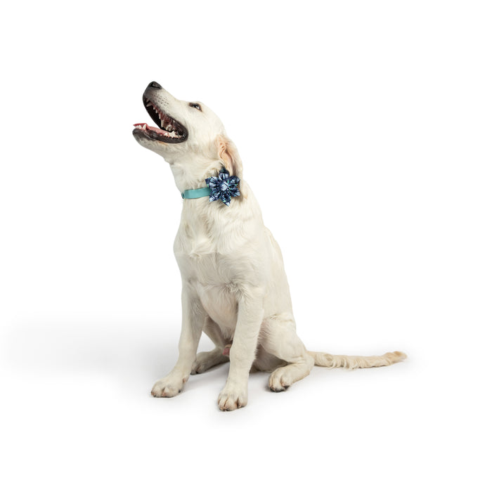 Dog wearing a blue pinwheel accessory featuring Cool Breezes Pinwheel.