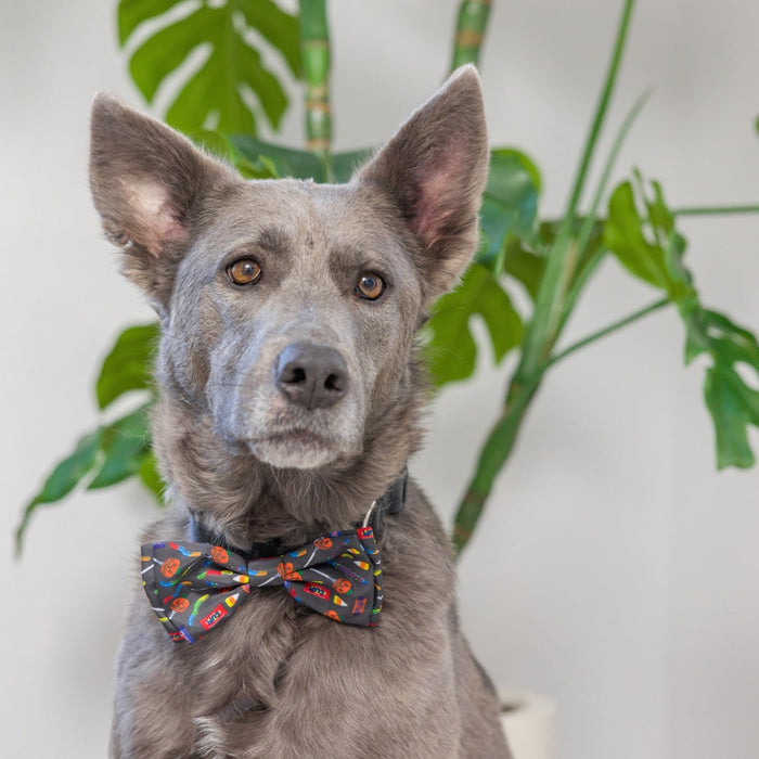 Dog wearing a Creepy Candy Bow Tie.