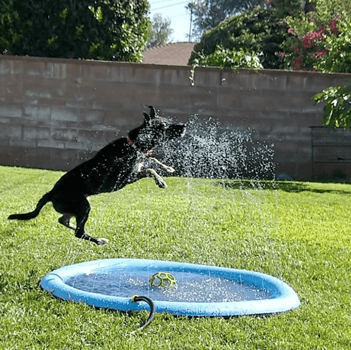 Dog Sprayer Pad