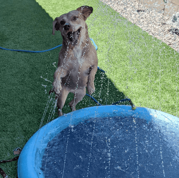 Dog Sprayer Pad