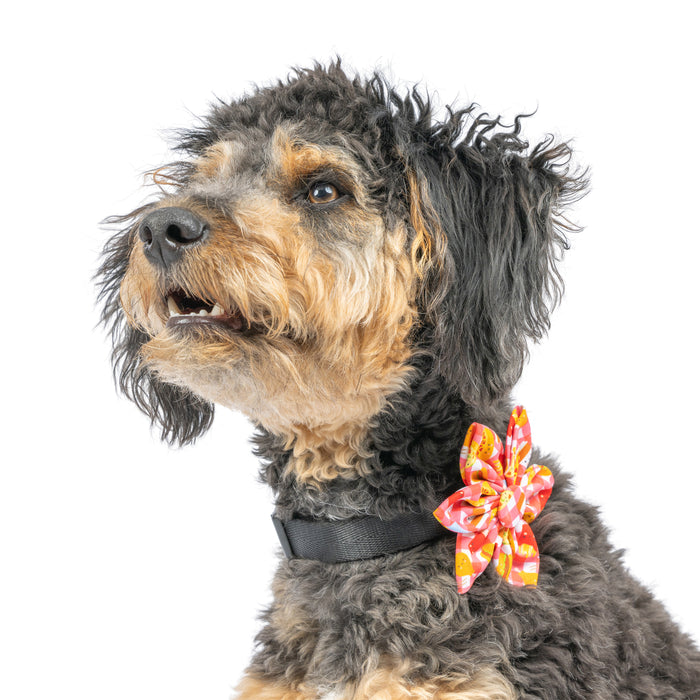 Dog wearing a fast-food themed pinwheel accessory featuring Fast Food Frenzy Pinwheel.