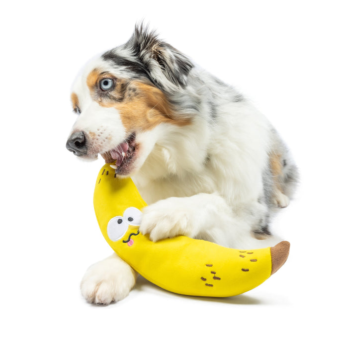 Dog with Fetchies® Bruiser Banana on a white background.