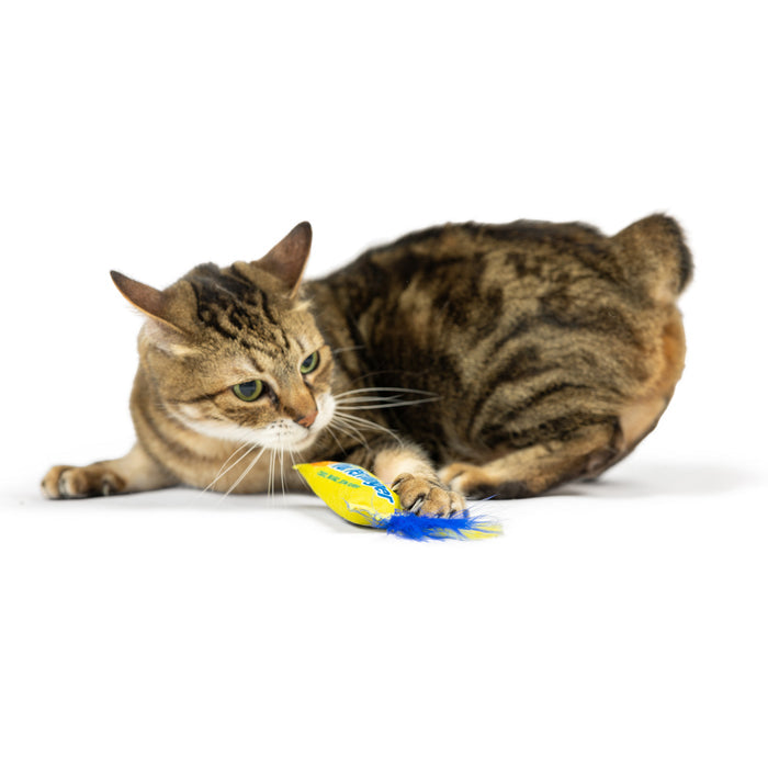 Cat with Flufferfinger Cat Toy.