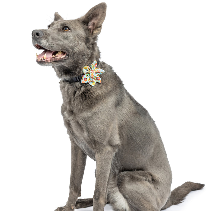 Dog wearing a fresh donuts pinwheel accessory.