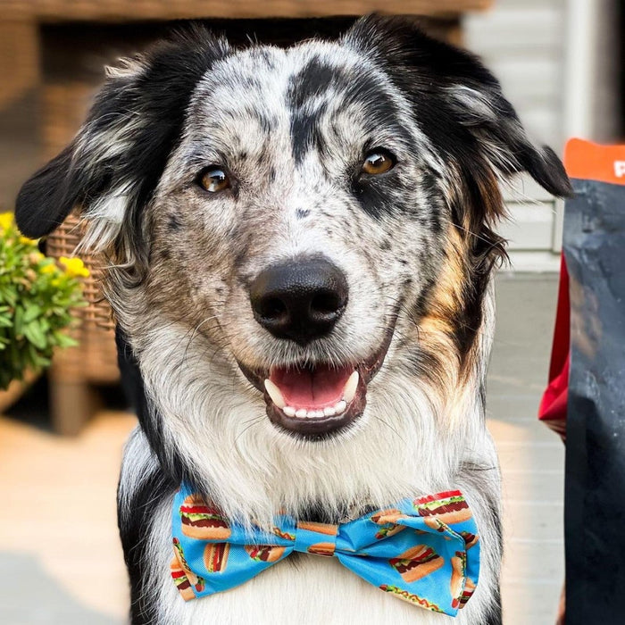 Dog wearing a Fun Buns Bow Tie outdoors.