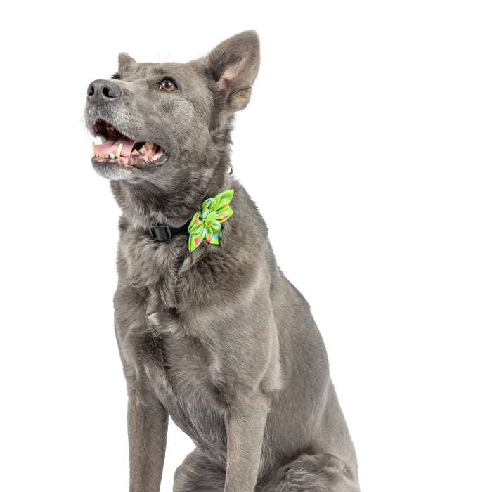 Dog wearing a green garden party pinwheel.