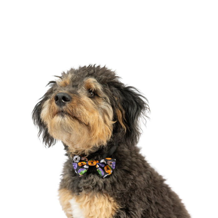 Dog wearing a Halloween Donuts Bow Tie.