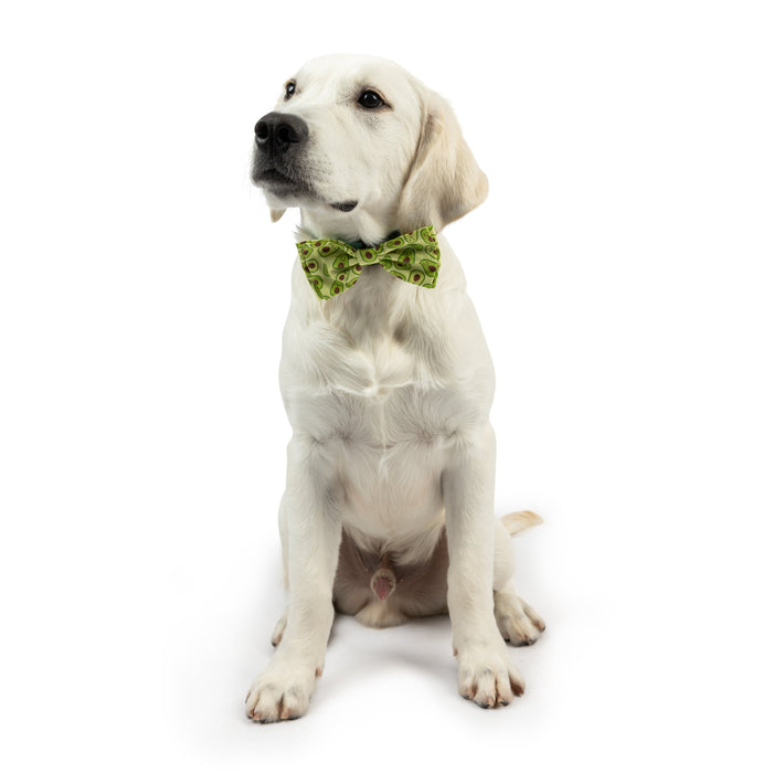 Dog wearing a Happy Avocados Bow Tie on a white background.