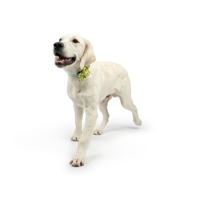 Dog wearing a green avocado-print pinwheel accessory featuring Happy Avocados Pinwheel.