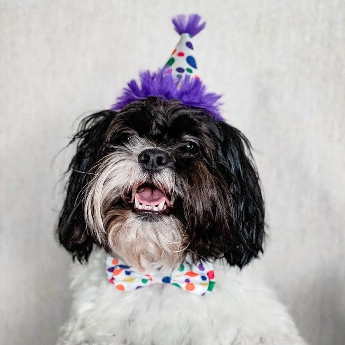 Dog wearing a Happy Barkday Bow Tie.