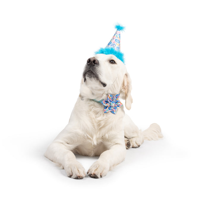 Dog wearing a party hat and celebration pinwheel accessory featuring Happy Got Me Day Pinwheel.