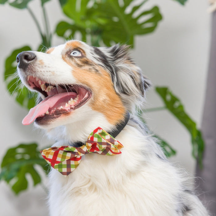 Dog wearing a Harvest Check Bow Tie.