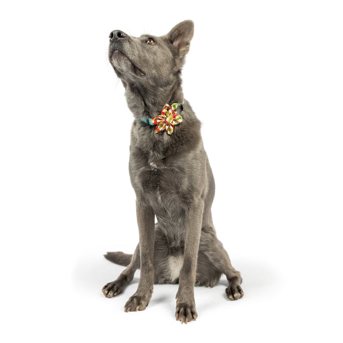 Dog wearing a harvest check pinwheel accessory.