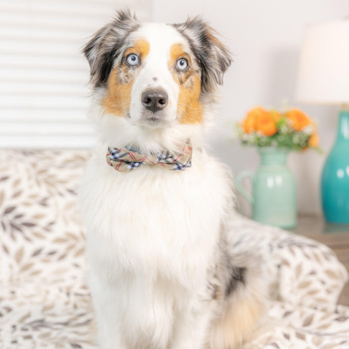 Dog wearing a High Street Plaid Bow Tie indoors.