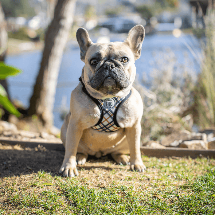 High Street Plaid Scout Harness