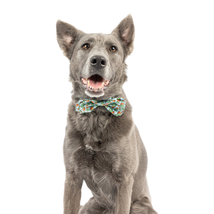 Dog wearing an I'm Prickly Cactus Bow Tie.