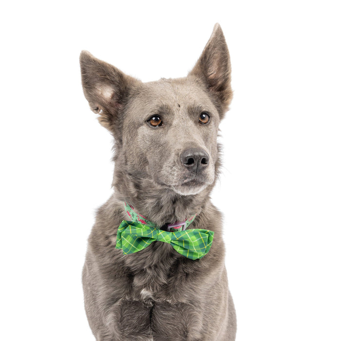 Dog wearing an Irish Plaid Bow Tie on a white background.