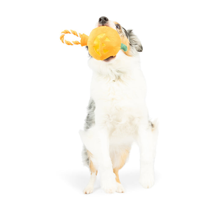 Dog with Jack O Lantern Safety Pop.
