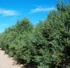 Jojoba Oil (Golden)