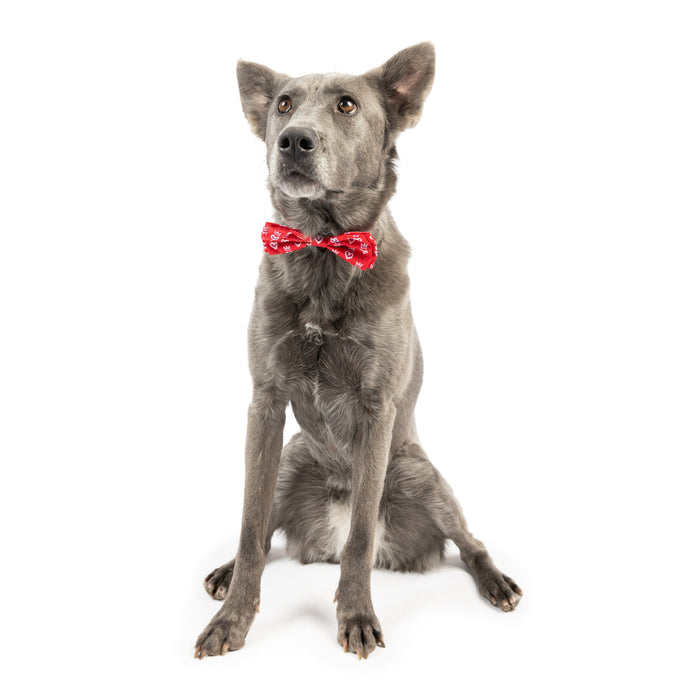 Dog wearing a King & Queen of Hearts Bow Tie on a white background.