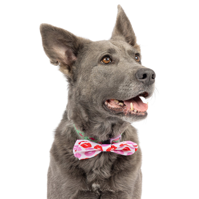 Dog wearing a Kiss Kiss Bow Tie on a white background.