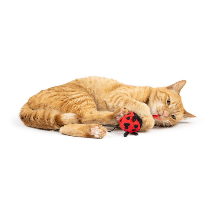 Cat with Ladybug Flinger Cat Toy.