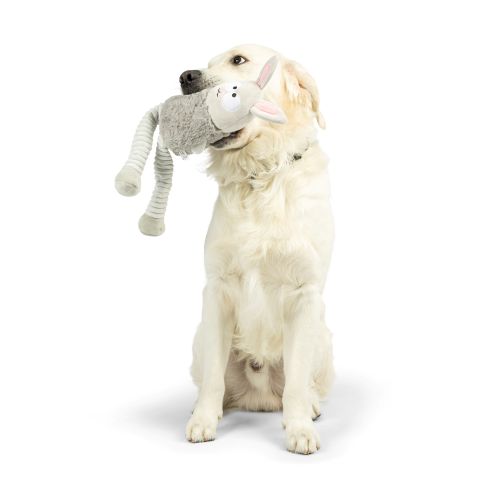 Dog with Lankies Binky Bunny Dog Toy on a white background.
