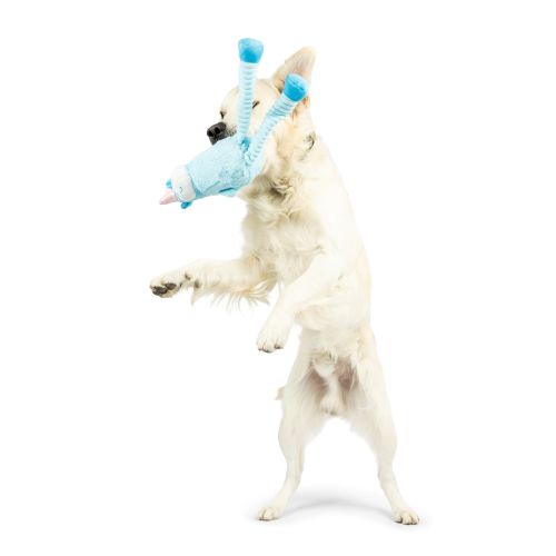 Dog with Lankies Luna Unicorn Dog Toy on a white background.