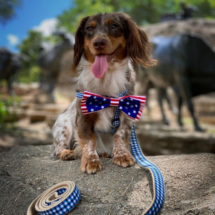 Dog wearing a Liberty Bow Tie outdoors.