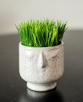 Mini Potted Grass