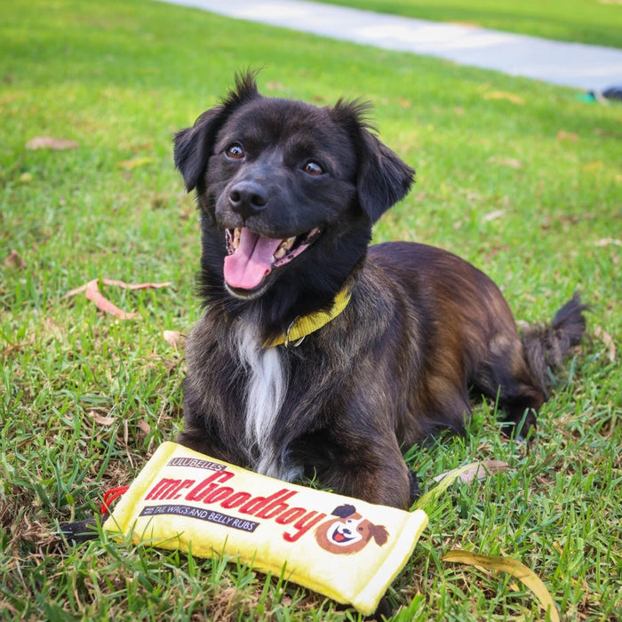 Mr. Goodboy (Stuffless)