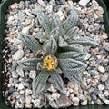Nananthus margaritifera
