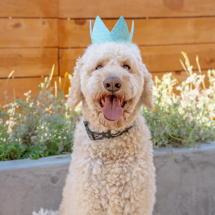 Party Crowns With Snugfit