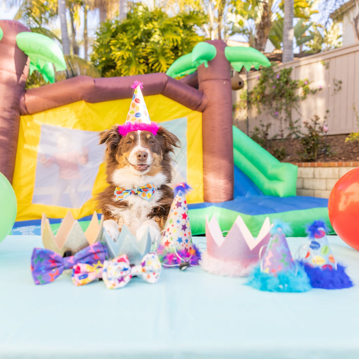 Dog wearing Party Hats with SnugFit®.