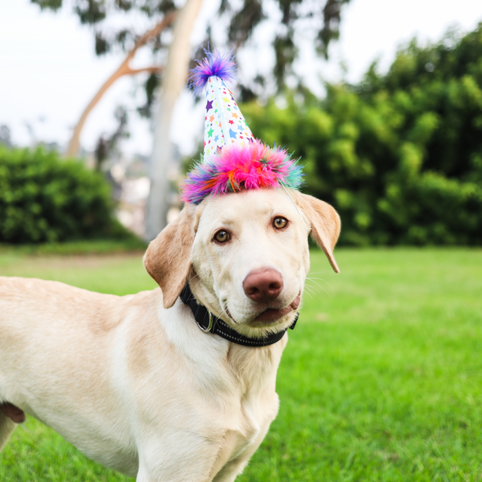 Party Hats With Snugfit