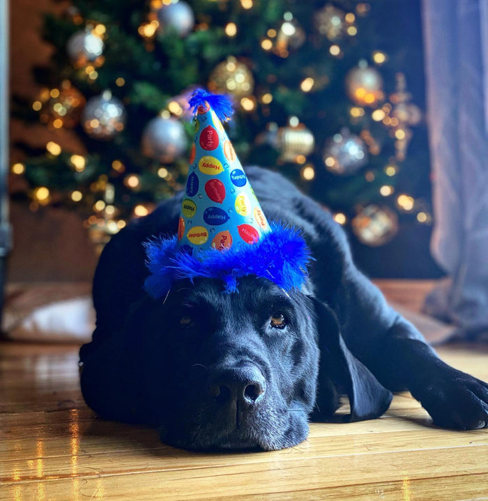 Party Hats With Snugfit